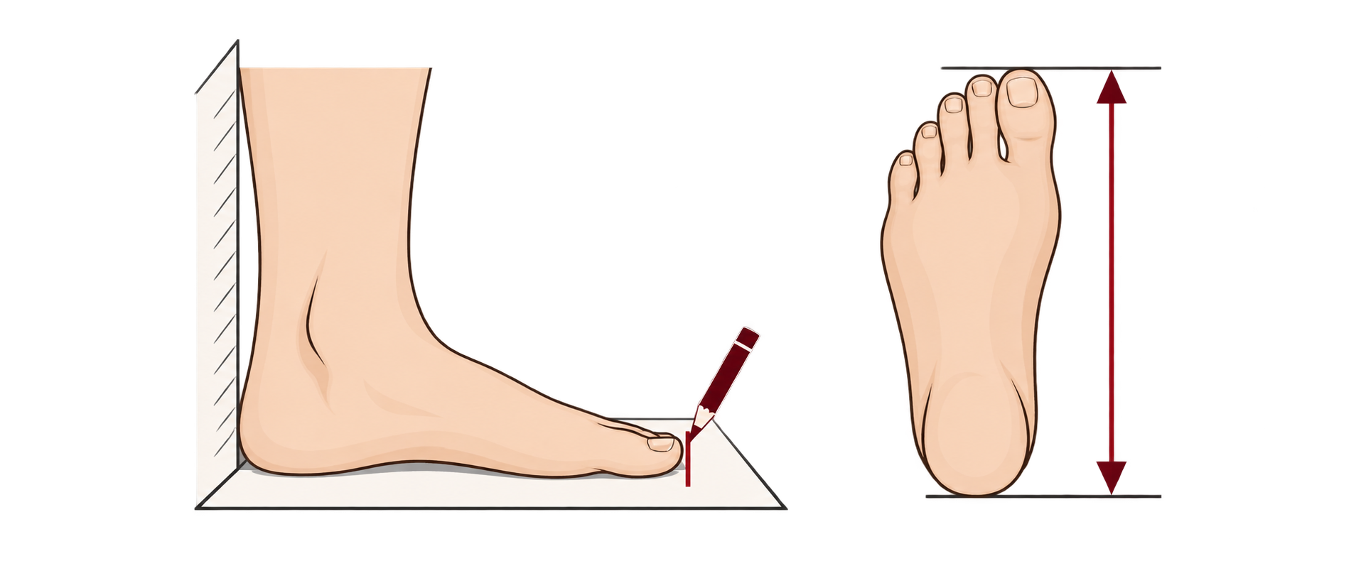 Two-step diagram showing a women’s foot flat against a wall and a heel-to-toe measurement